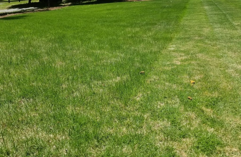 Lawn showing before and after mowing